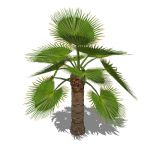 View Larger Image of Young Palms