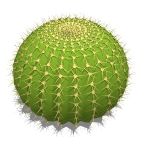 View Larger Image of Barrel Cactus