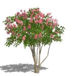 View Larger Image of Crape Myrtle