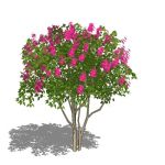 View Larger Image of Crape Myrtle