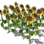 View Larger Image of FF_Model_ID13074_1_sunflowers_thumb.jpg