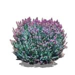 View Larger Image of Purple Sage