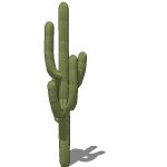 View Larger Image of Saguaros