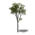 View Larger Image of Generic tree 19