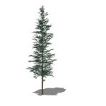 View Larger Image of Generic Pines 01