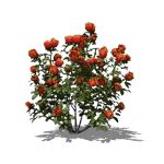 View Larger Image of Red rose bushes