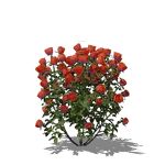 View Larger Image of Red rose bushes
