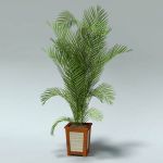 View Larger Image of Potted Areca Palms