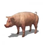 View Larger Image of Pigs