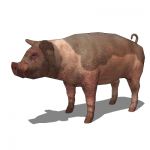 View Larger Image of Pigs