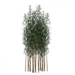 View Larger Image of Tree Bamboo