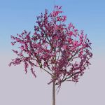 View Larger Image of Eastern Redbud
