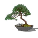 View Larger Image of FF_Model_ID16301_bonsai01_thumb.jpg