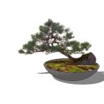 View Larger Image of FF_Model_ID16302_bonsai02_thumb.jpg
