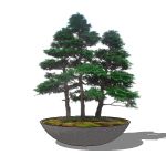 View Larger Image of FF_Model_ID16303_bonsai03_thumb.jpg