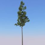 View Larger Image of Loblolly Pine