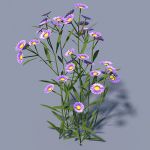 View Larger Image of Aster 4ft
