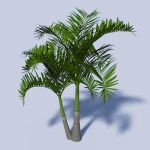 View Larger Image of Adonida Palm