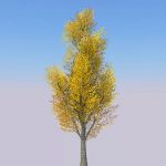 View Larger Image of Generic tree 21