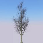View Larger Image of Generic tree 21