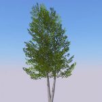 View Larger Image of Generic tree 24