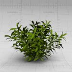 View Larger Image of Generic shrubs 13-16