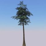 View Larger Image of Bald Cypress