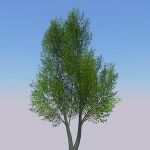 View Larger Image of Generic tree 29