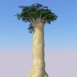 View Larger Image of Baobabs