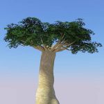 View Larger Image of Baobabs