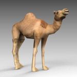 View Larger Image of FF_Model_ID17928_1_camel.jpg