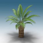 View Larger Image of Canary Island Palm