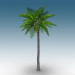 View Larger Image of Queen Palm