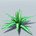 View Larger Image of Agave 01