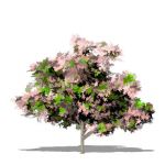 View Larger Image of 1_dogwood_pink.jpg