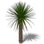 View Larger Image of 1_yucca_soaptree_3D01.jpg
