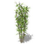 View Larger Image of 1_bamboo01.jpg