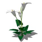 View Larger Image of Arum or Calla Lily