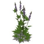 View Larger Image of FF_Model_ID4695_aconitum.jpg