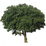 View Larger Image of Live oak 01