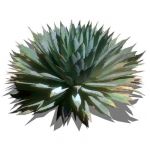 View Larger Image of FF_Model_ID5081_agave_macroacantha.jpg
