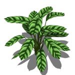 View Larger Image of Zebra plant