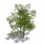 View Larger Image of Generic Tree 02