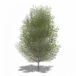 View Larger Image of Generic Tree 03