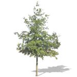 View Larger Image of FF_Model_ID8250_001tree.jpg