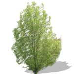 View Larger Image of FF_Model_ID8278_004tree.jpg