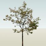 View Larger Image of FF_Model_ID9137_tree_01.jpg