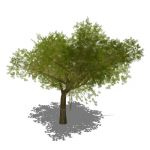 View Larger Image of Generic tree 10