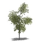 View Larger Image of Generic tree 12