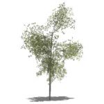 View Larger Image of Generic tree 12